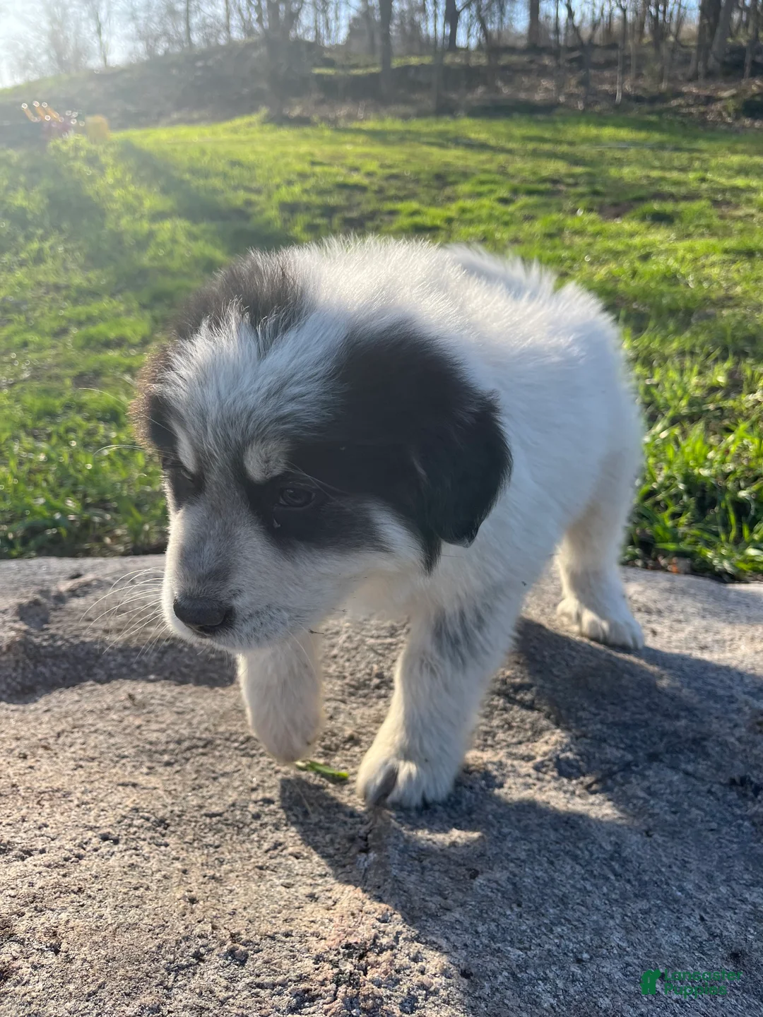 Great Pyrenees dogs for sale: Paw - Ad 2