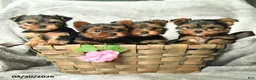 Yorkshire Terrier dogs for sale: Abby - Ad 3