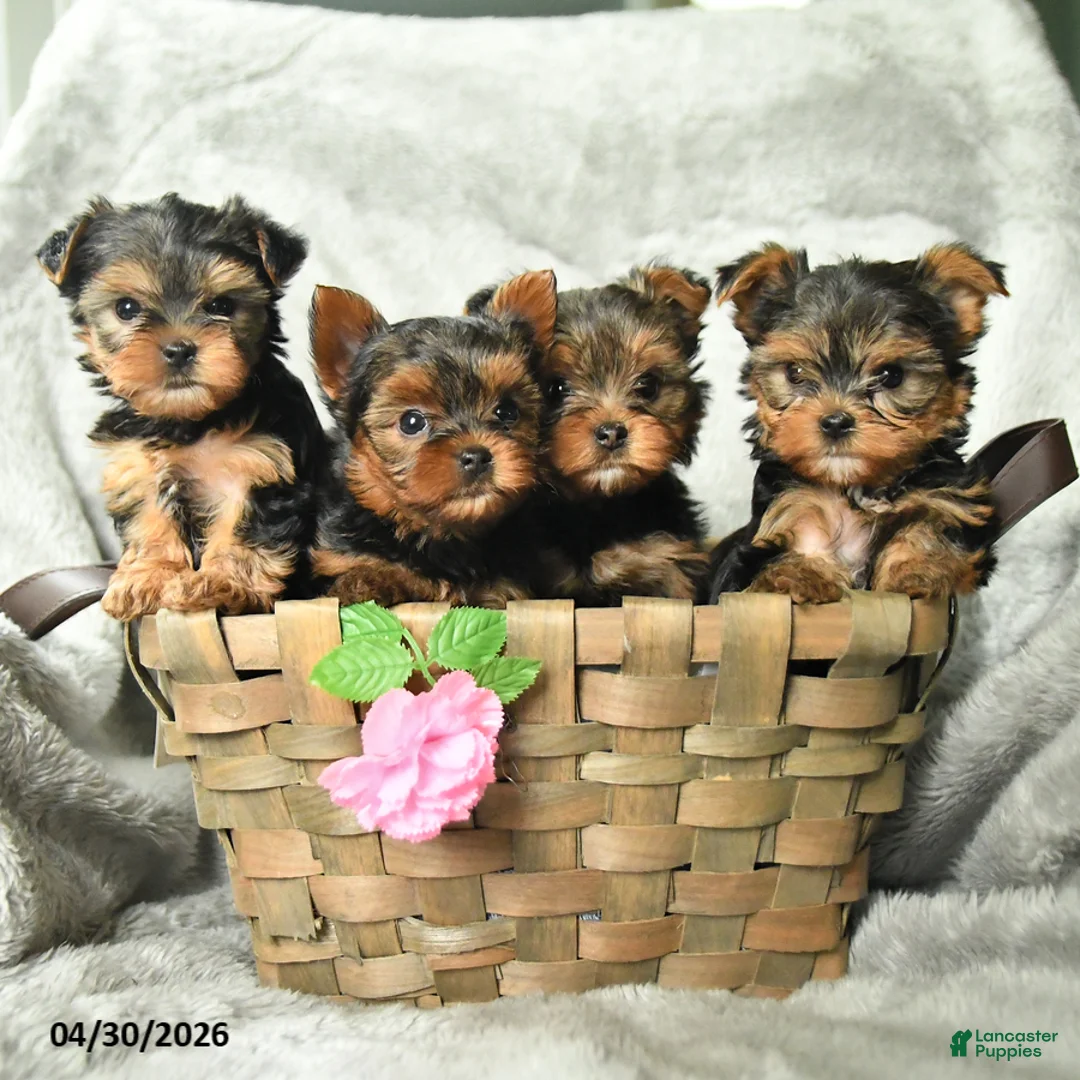 Yorkshire Terrier dogs for sale: Abby - Ad 3