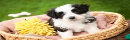 Havanese dogs for sale: Princeton - Ad 1