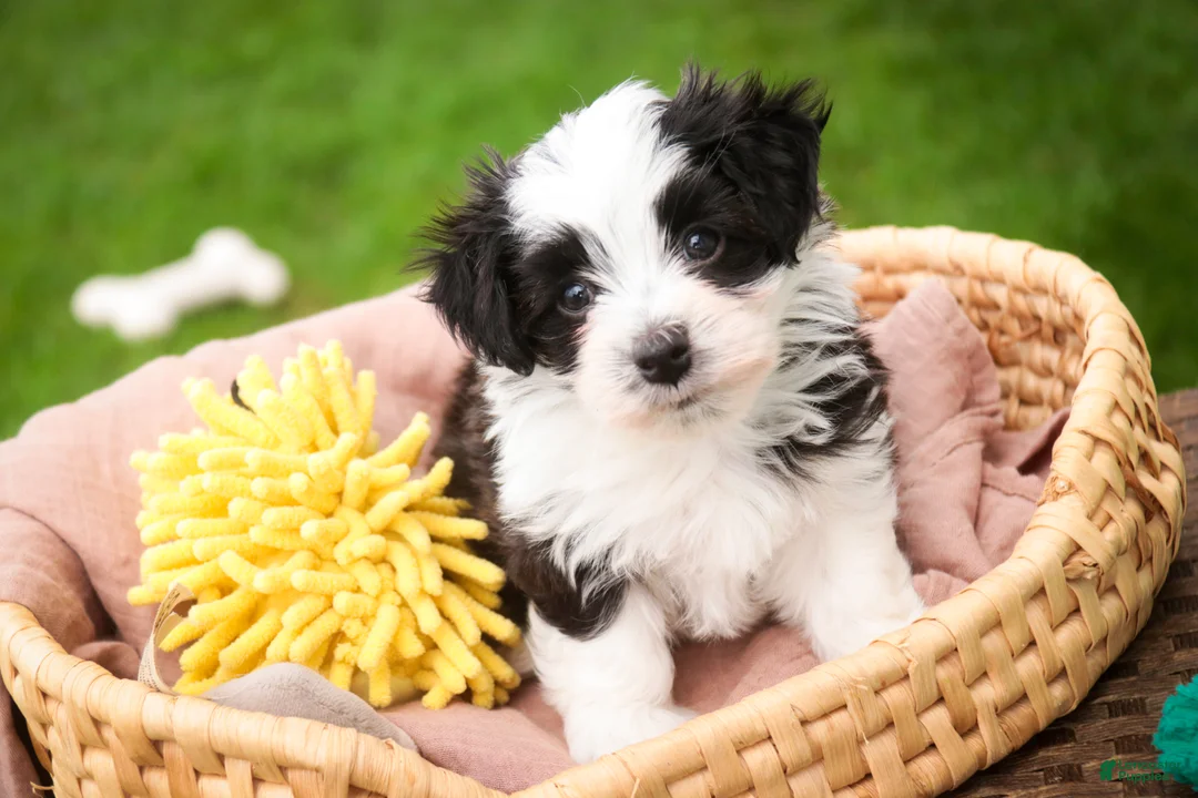 Havanese dogs for sale: Princeton - Ad 1