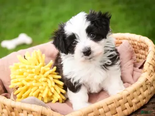 Havanese dogs for sale: Princeton - Ad 1