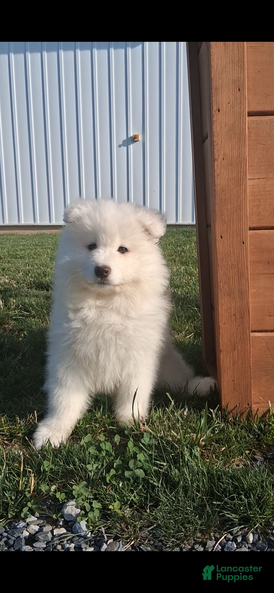 Samoyed dogs Rosi - Ad 1