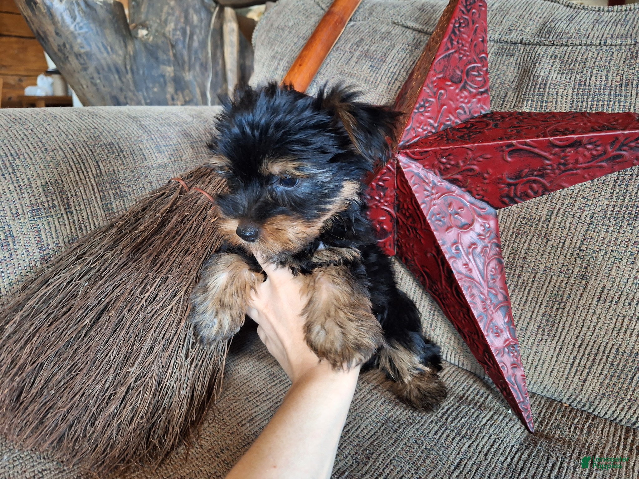 Yorkshire Terrier dogs Winnie Lace - Ad 1