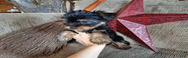 Winnie Lace