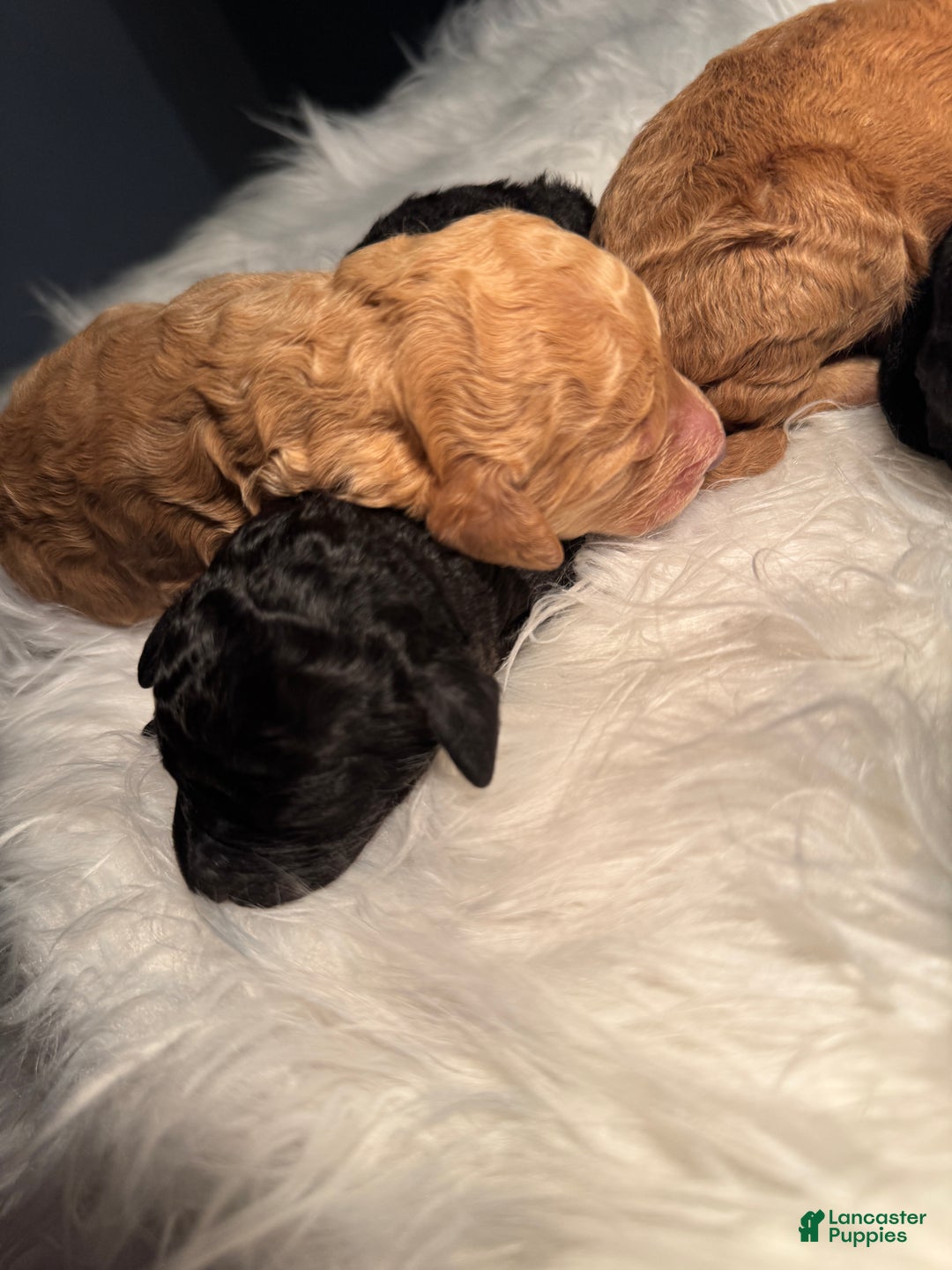 Standard Poodle dogs for sale: Standard Poodle Puppy 6 - Ad 24