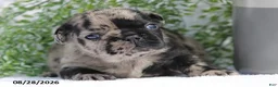 French Bulldog dogs for sale: Dawson - Ad 1