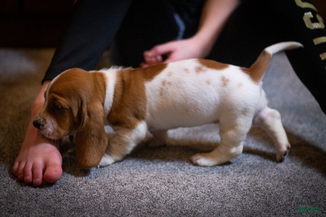 Basset Hound dogs for sale: Winnie - Ad 4