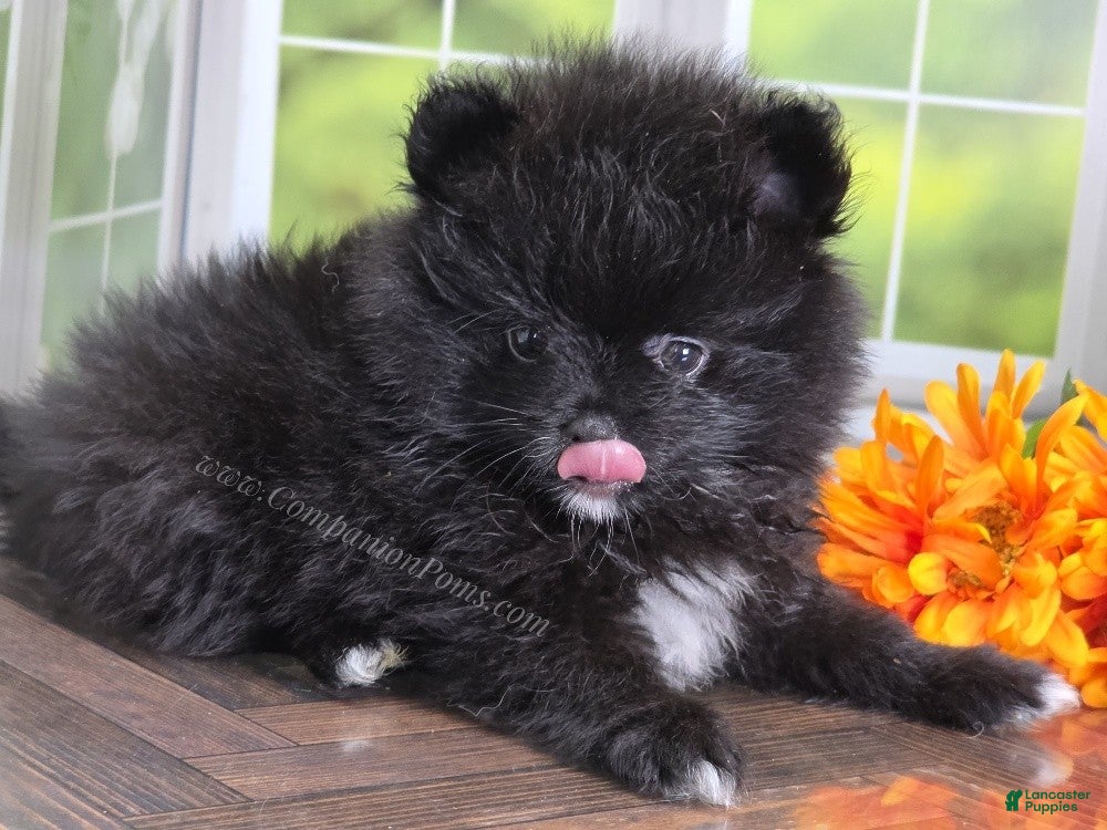 Pomeranian dogs Bubble's Black Boy - Ad 2