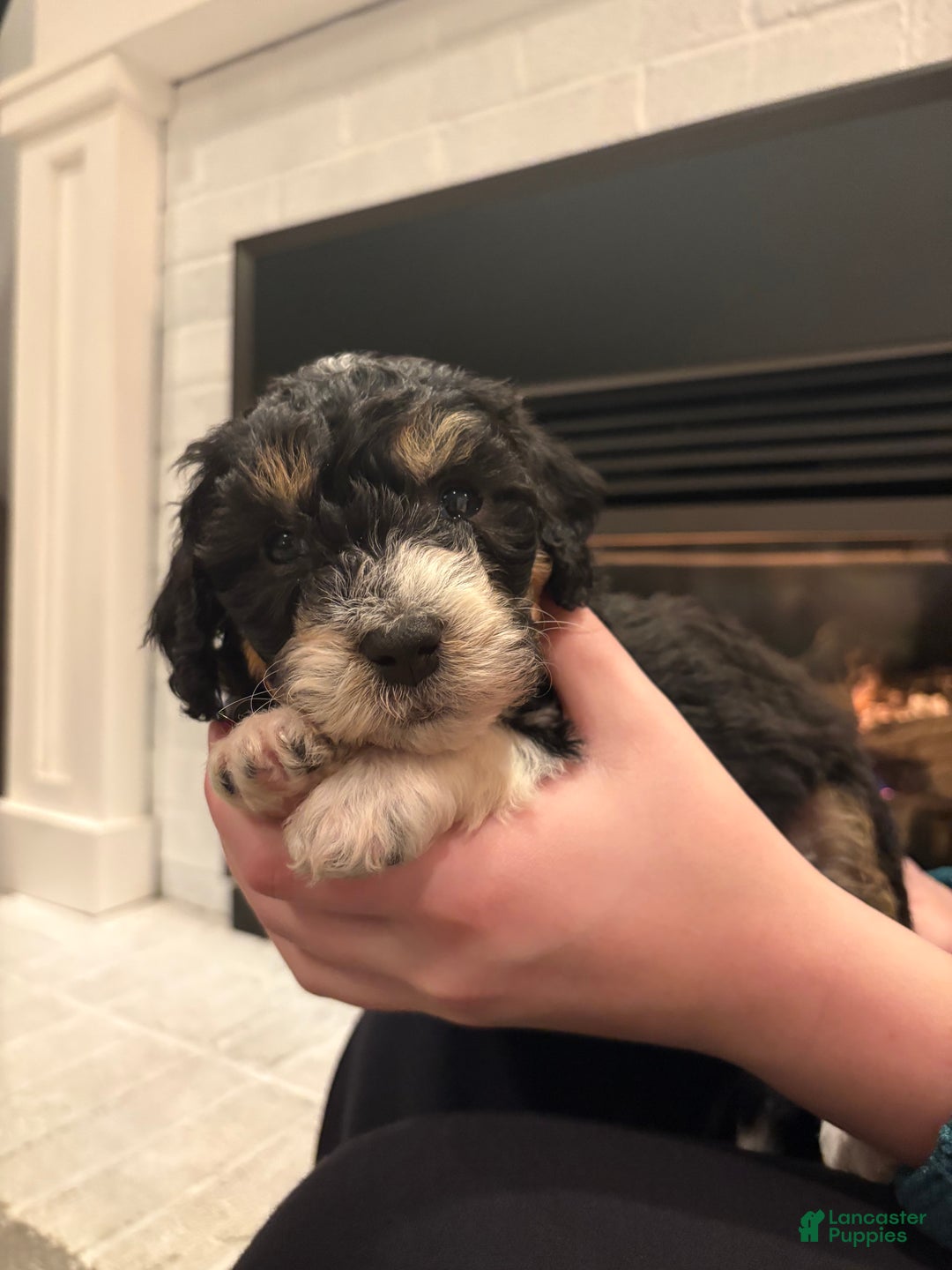 Mini Bernedoodle dogs for sale: Sophie - Ad 4