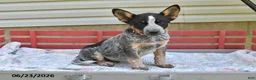Australian Cattle Dog dogs for sale: Rover - Ad 5