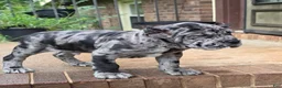 Cane Corso dogs for sale: Kobe - Ad 1