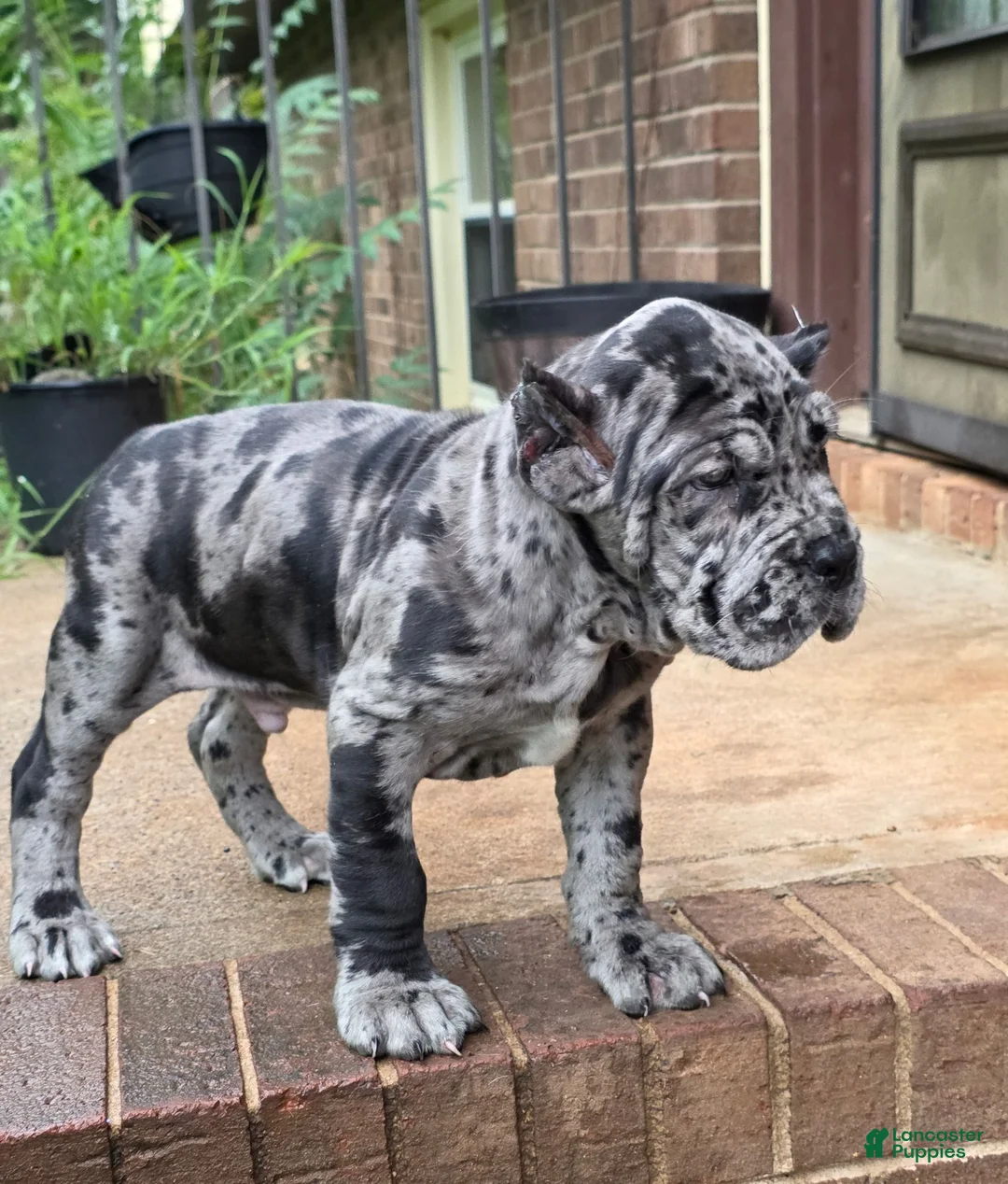 Cane Corso dogs for sale: Kobe - Ad 1