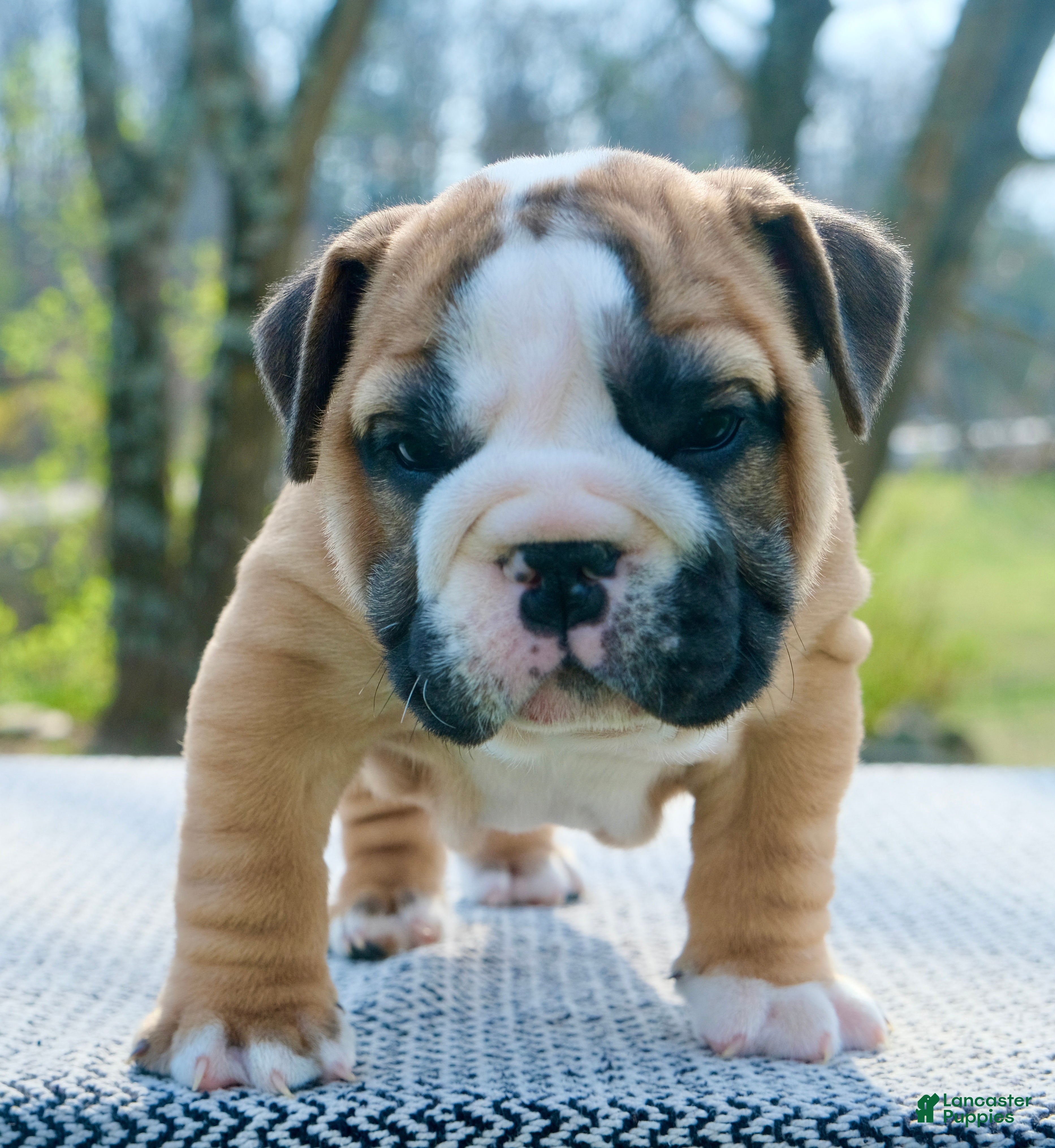 English Bulldog dogs Max - Ad 1
