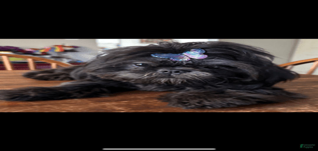 Gallery Image {{count}}