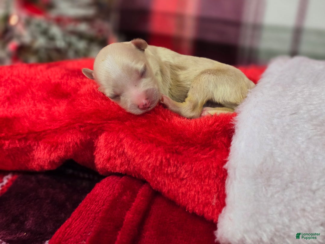 Maltipoo dogs for sale: Ice - Ad 1