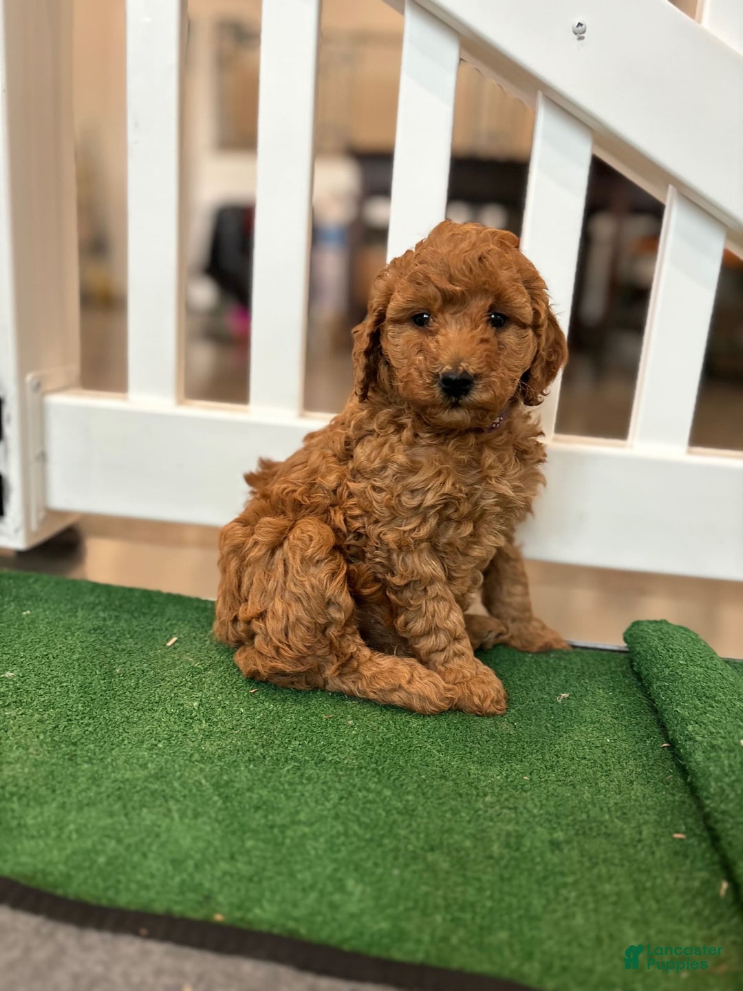 Gallery Image {{count}}