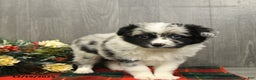 Miniature Australian Shepherd dogs for sale: Oreo - Ad 3