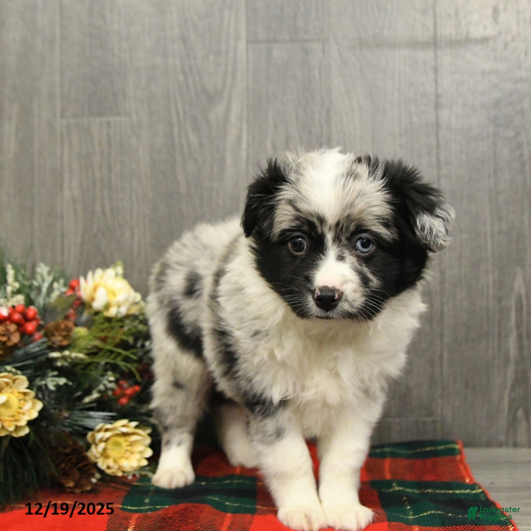 Miniature Australian Shepherd dogs for sale: Oreo - Ad 3
