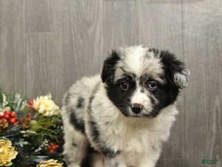 Miniature Australian Shepherd dogs Oreo - Ad 24