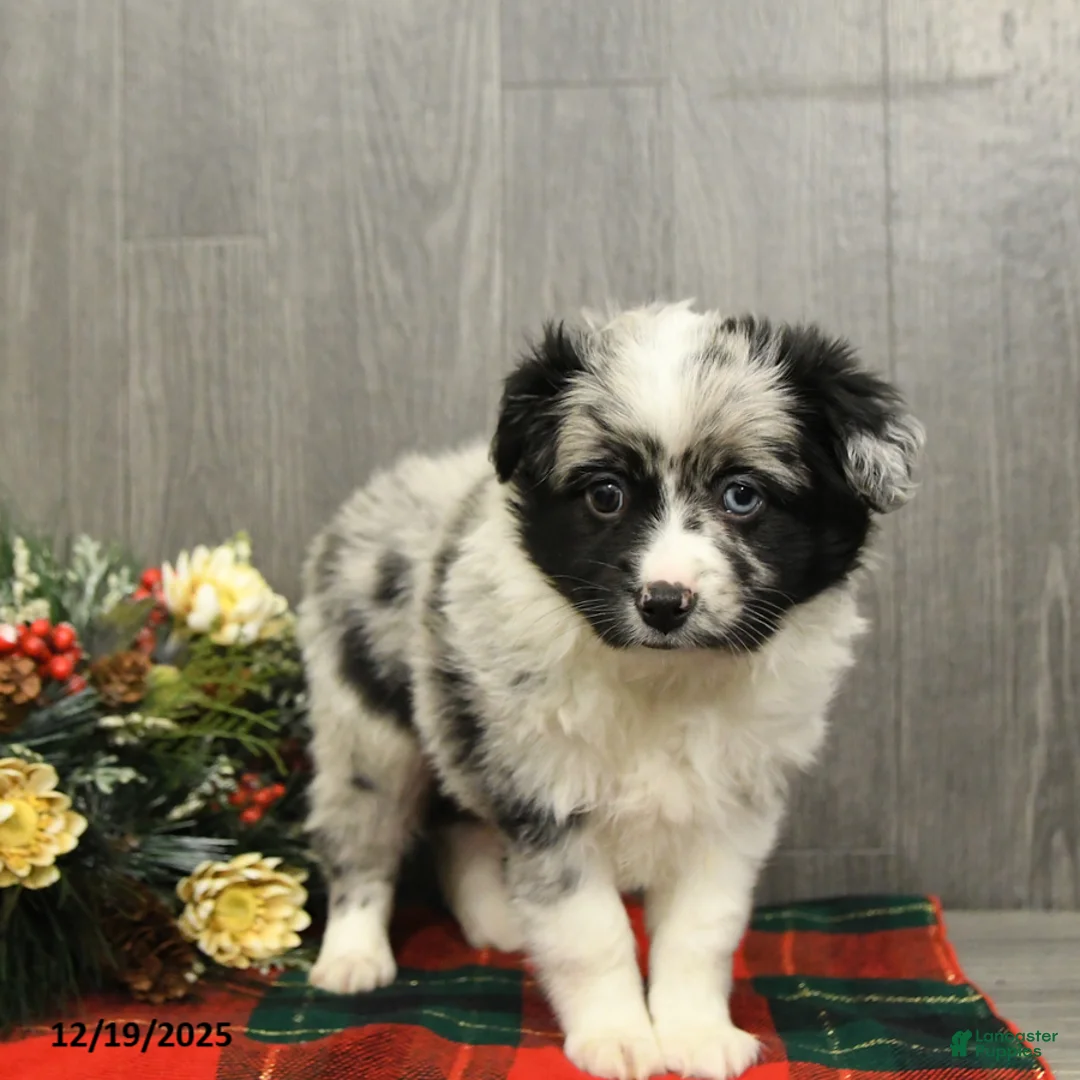 Miniature Australian Shepherd dogs for sale: Oreo - Ad 6
