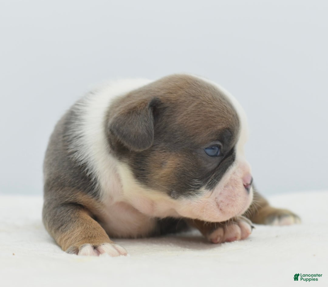 Mixed Breed dogs for sale: Duke mini bulldog  - Ad 3