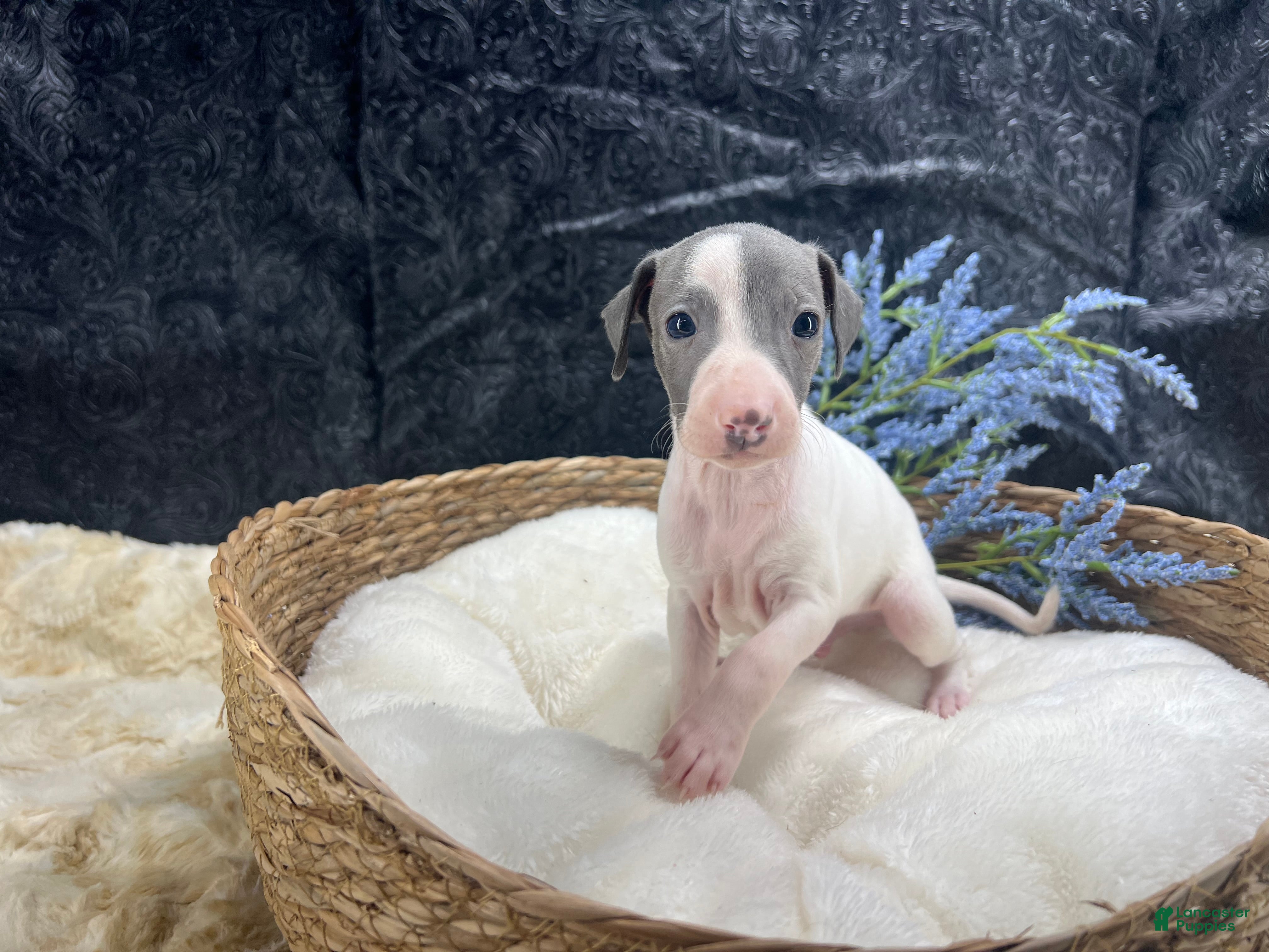 Italian Greyhound dogs Italian Greyhound 1 - Ad 1