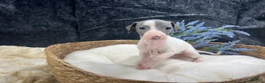 Italian Greyhound 1