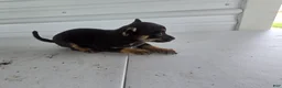 Chihuahua dogs for sale: Maverick  - Ad 5