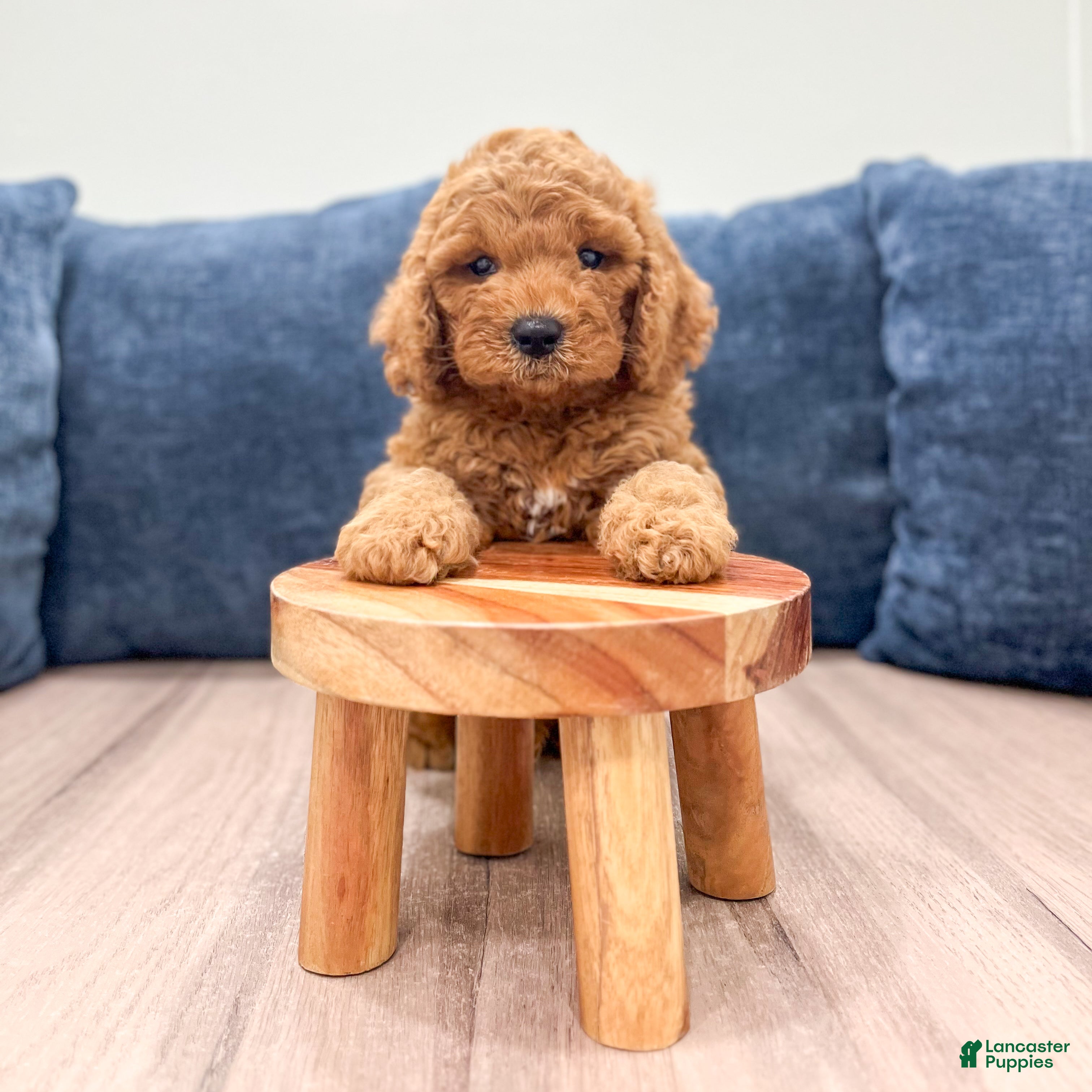 Miniature Labradoodle dogs Pierre - Ad 2