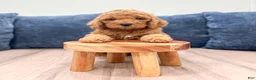 Miniature Labradoodle dogs for sale: Pierre - Ad 2