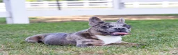French Bulldog dogs for sale:  Ferrari  - Ad 3