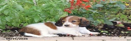 Miniature Dachshund dogs for sale: Autumn - Ad 3