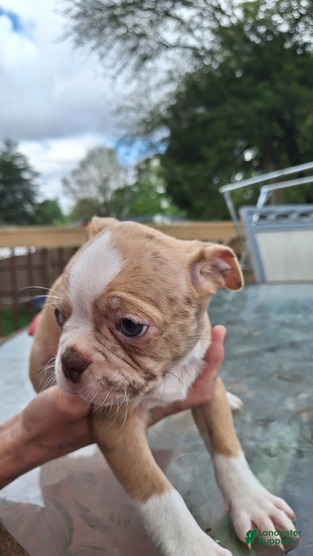 Mixed Breed dogs for sale: Snickerdoodle - Ad 2