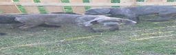 Cane Corso dogs for sale: Cane Corso Puppy 3 - Ad 4