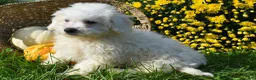 Bichon Frise dogs for sale: Tyler 🐶 - Ad 5