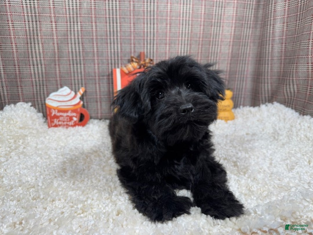 Morkie dogs for sale: Morkie Puppy 1 - Ad 2