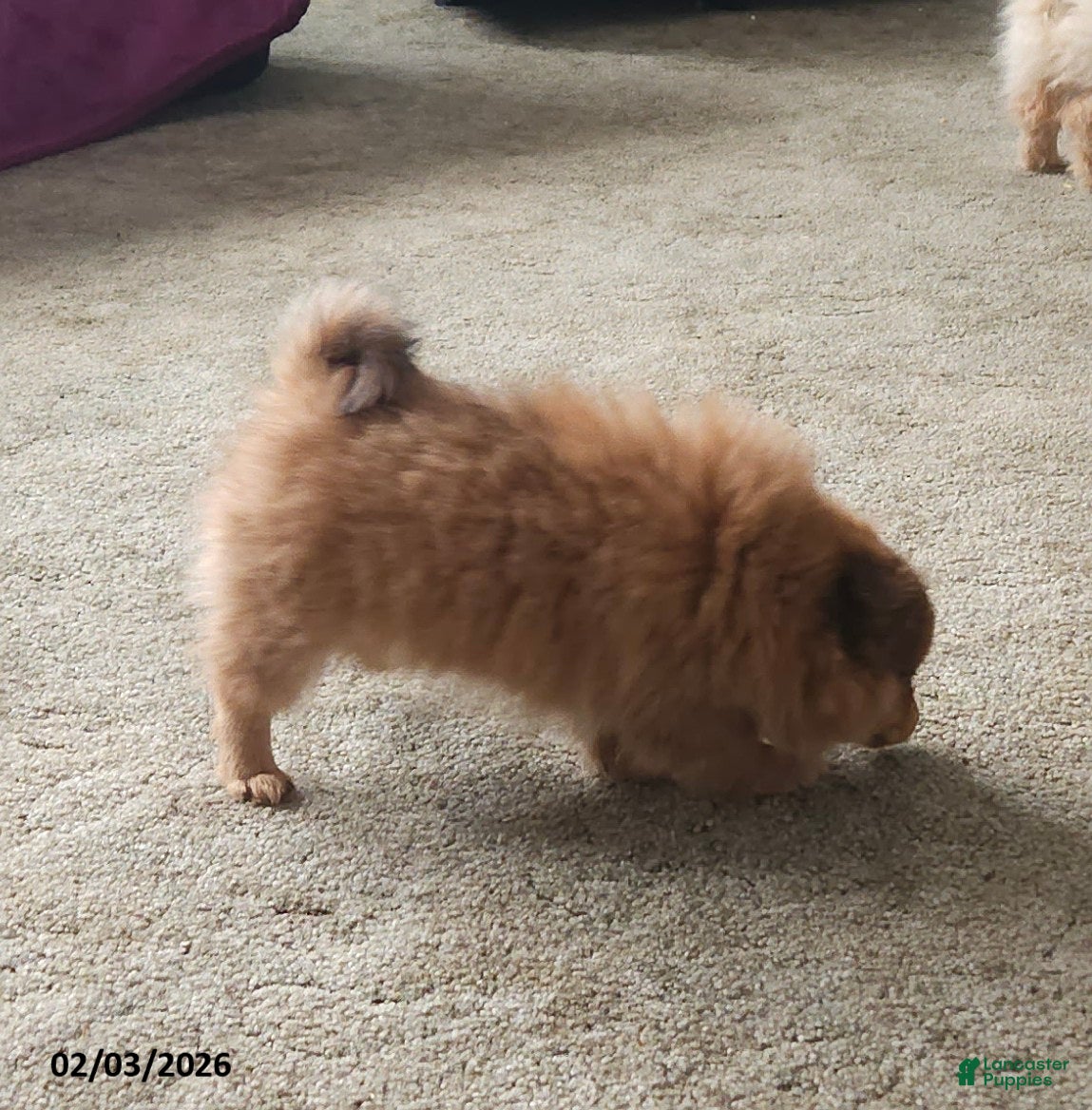 Pomeranian dogs Chloe - Ad 2