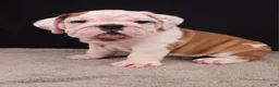 English Bulldog dogs for sale: Charlie  - Ad 29