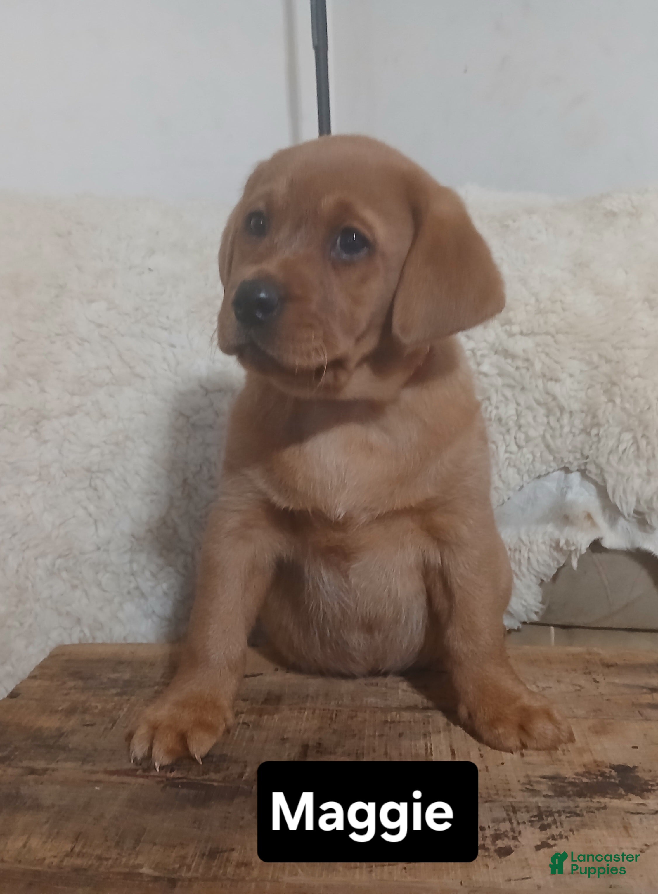 Labrador Retriever dogs Maggie  - Ad 2