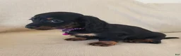 Miniature Dachshund dogs for sale: ROSIE - Ad 3