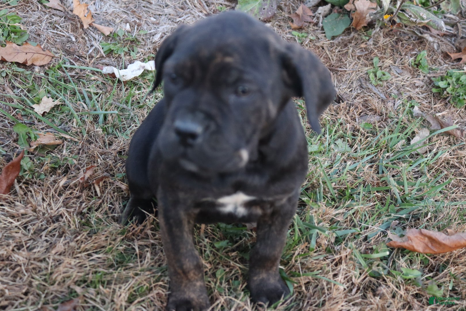 Cane Corso dogs Brenda - Ad 27