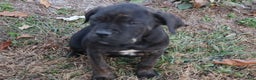 Cane Corso dogs for sale: Brenda - Ad 1