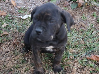 Cane Corso dogs Brenda - Ad 4