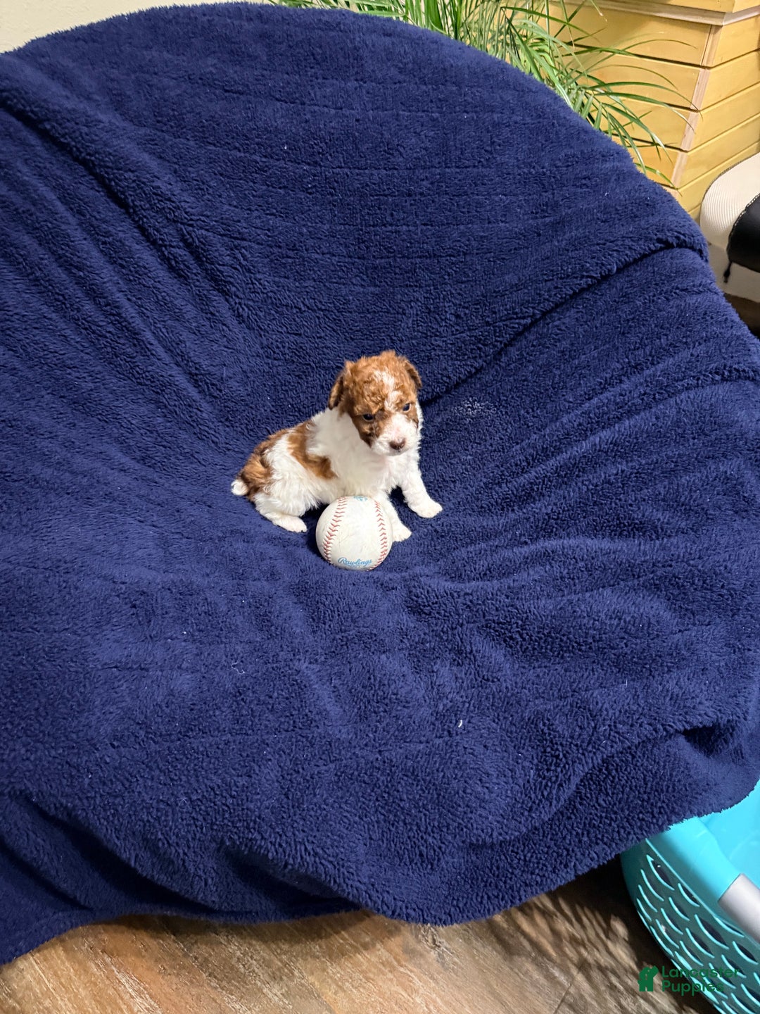 Pomapoo dogs for sale: Benji - Ad 2