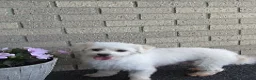 Havanese dogs for sale: Kipper - Ad 6