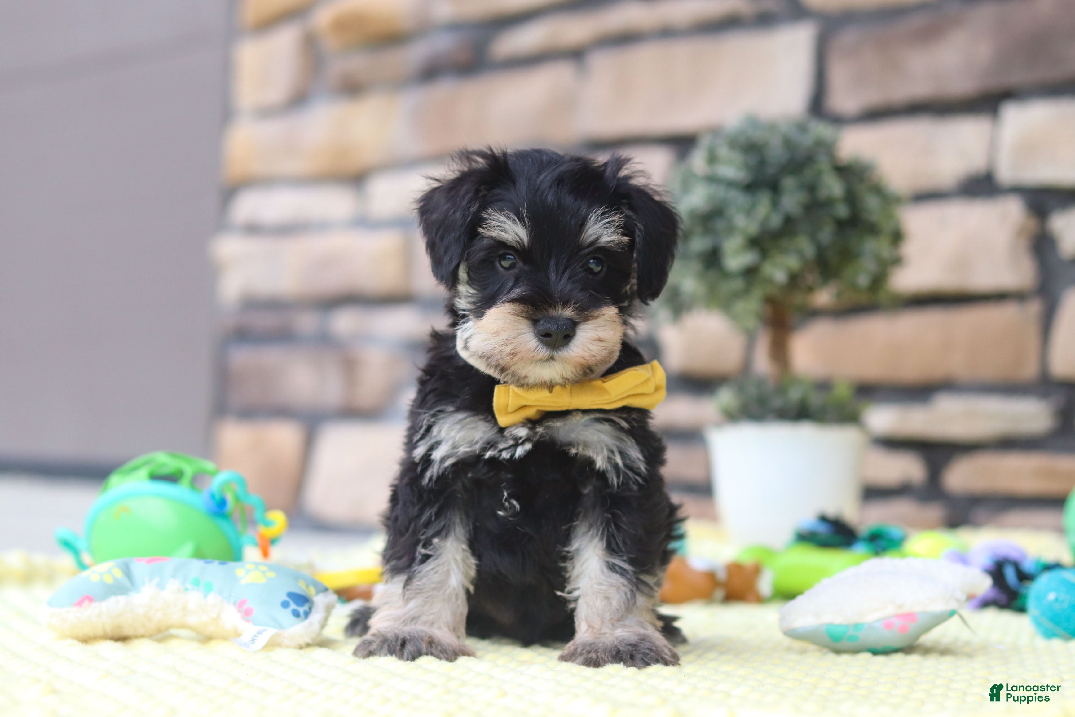 Miniature Schnauzer dogs Kevin - Ad 1