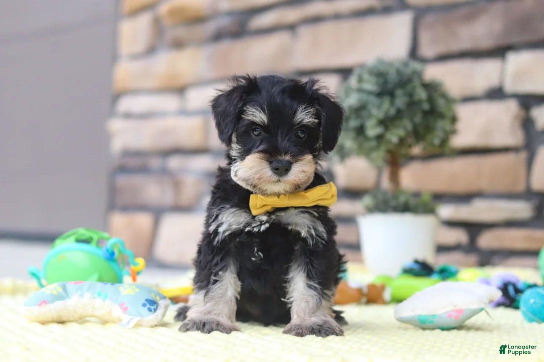 Miniature Schnauzer dogs for sale: Kevin - Ad 1