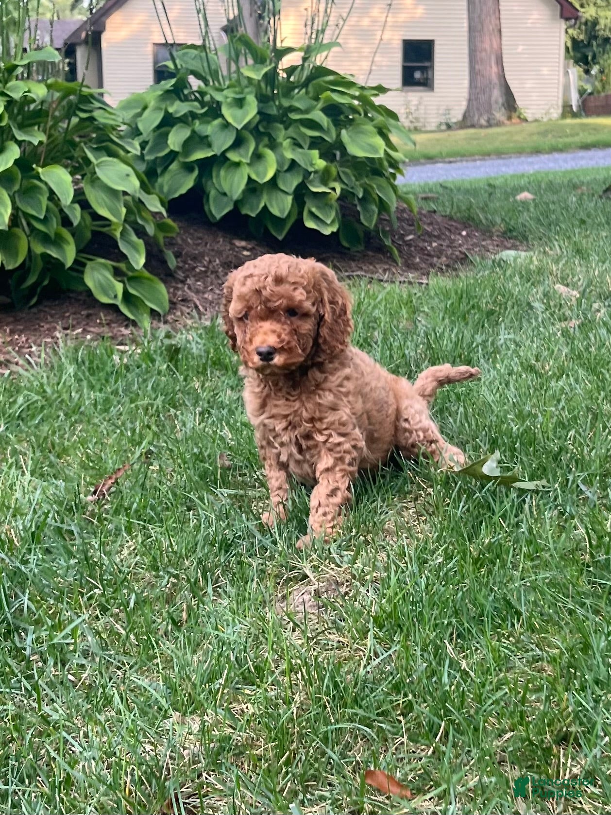 Mini Goldendoodle dogs Nugget - Ad 2