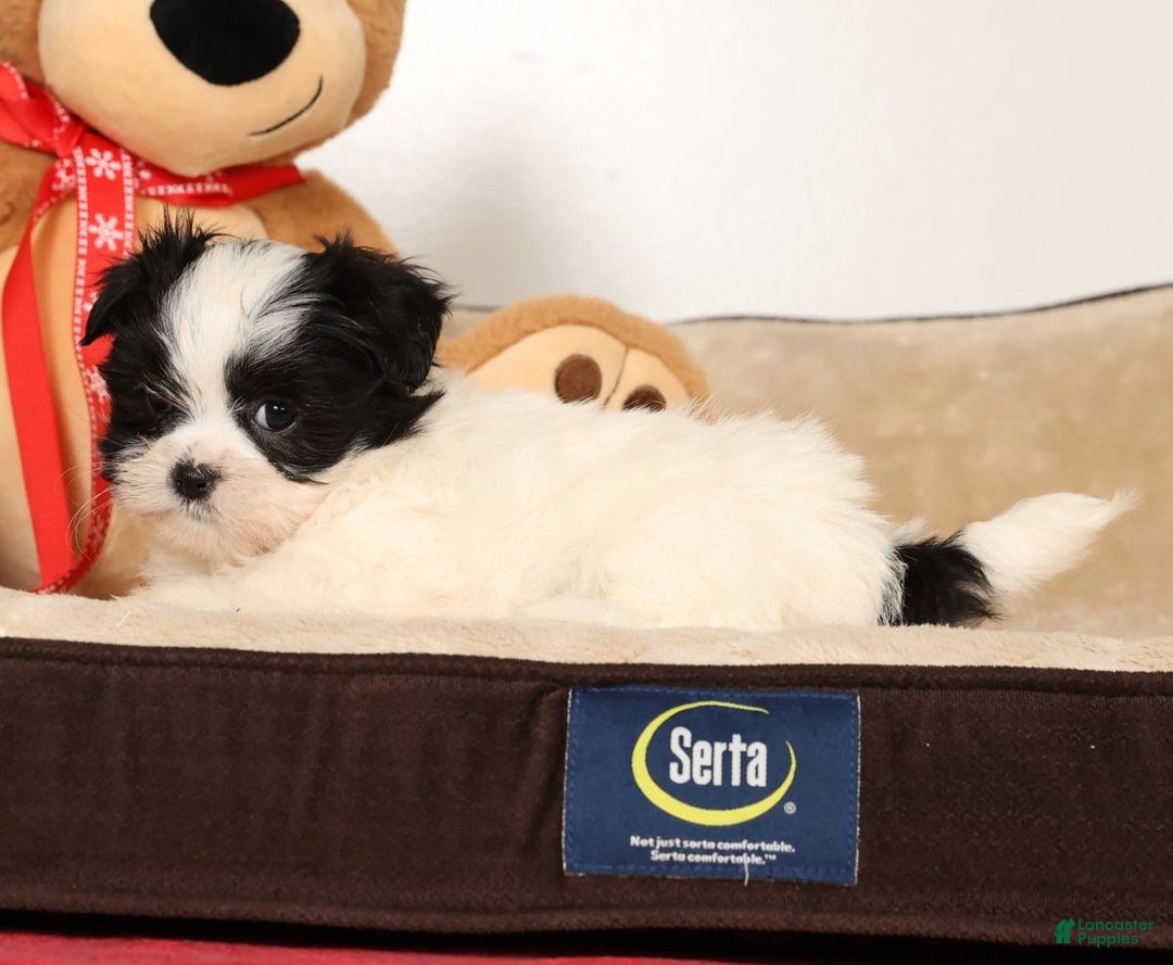 Malshi dogs for sale: Itzy - Ad 5